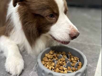 pet slow bowl